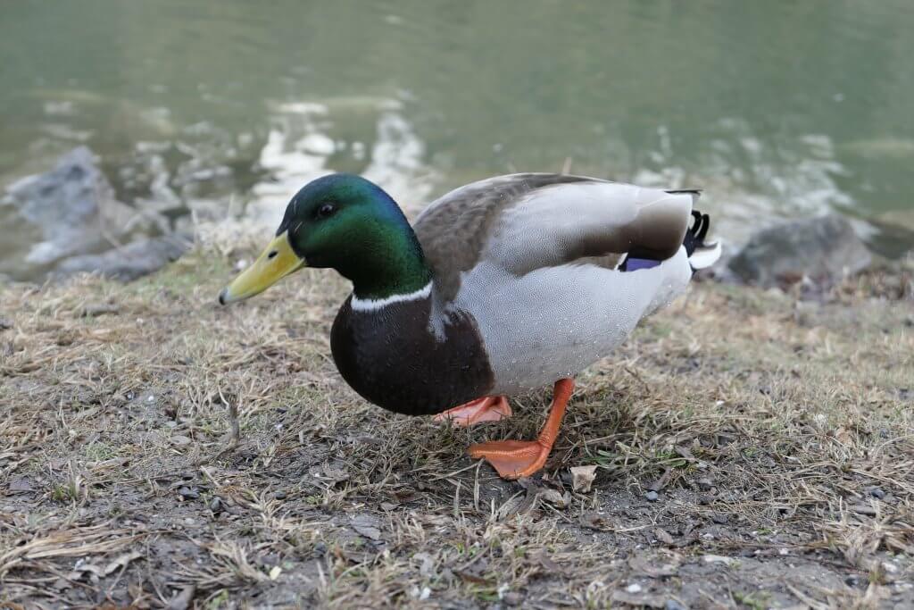 Ente (aufgenommen mit einer Lumix DMC-LX15)