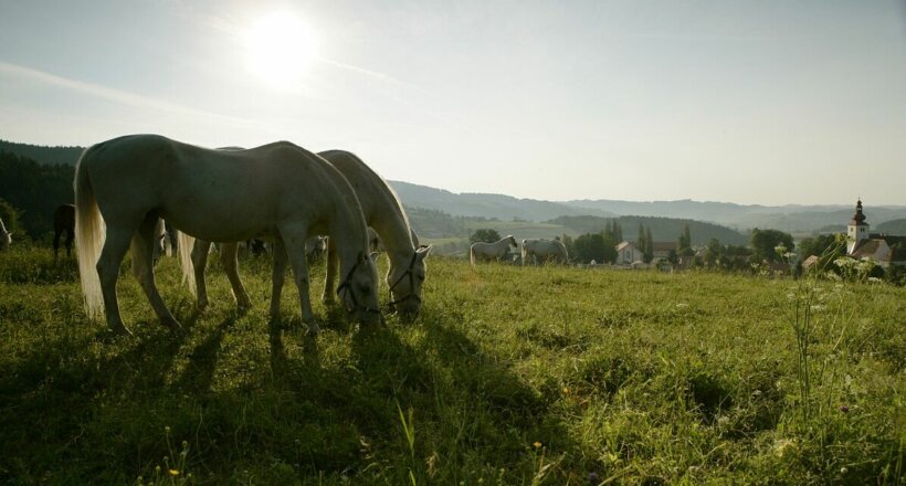 Die Spanische Hofreitschule Lipizzanergestüt Piber_Sommerabend in Piber (c) Spanische Hofreitschule